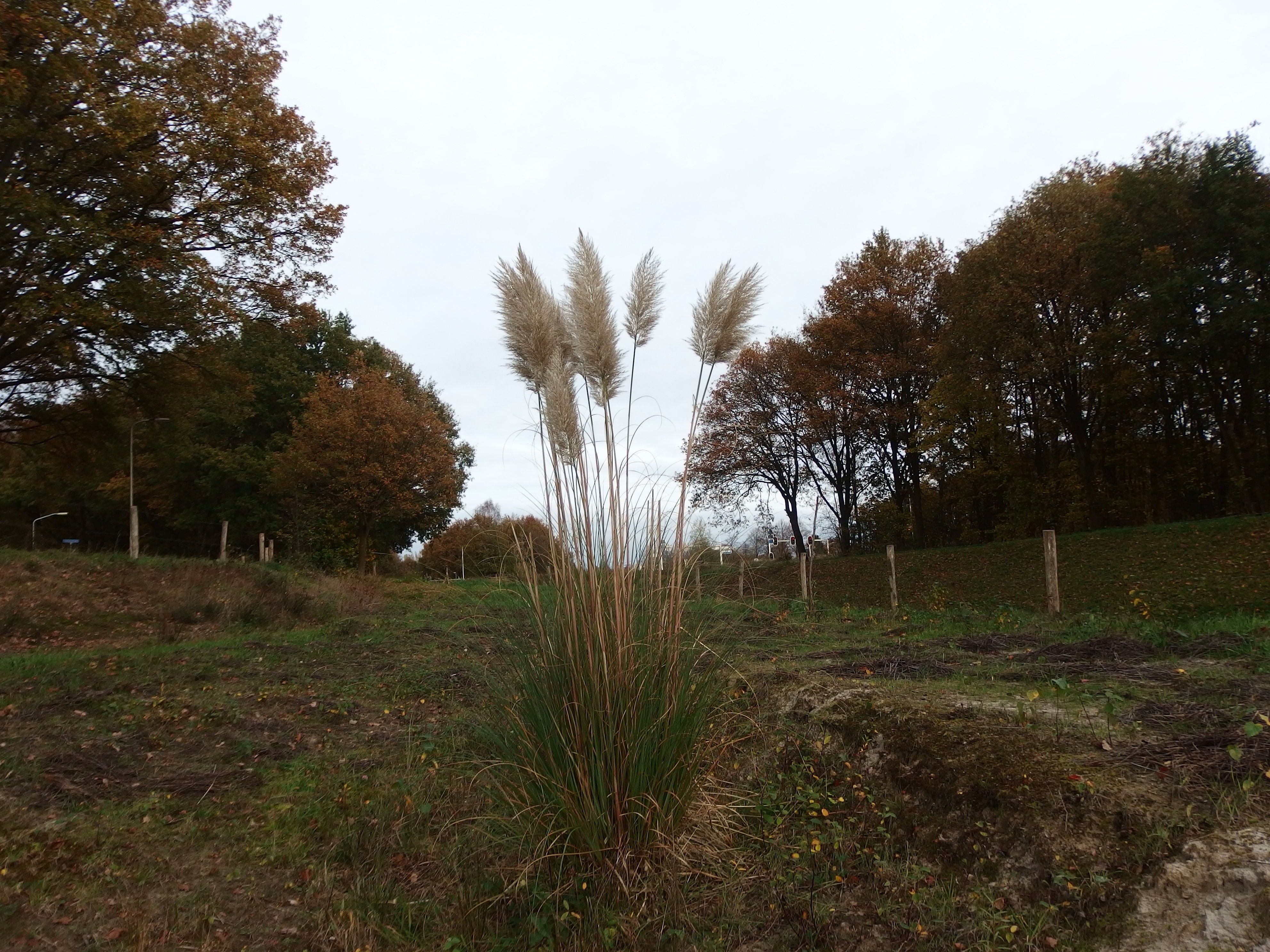 Cortaderia selloana (door Aad van Diemen)