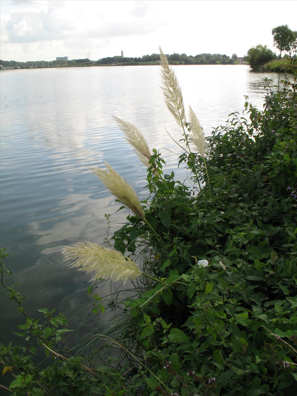 Cortaderia selloana (door Rutger Barendse)