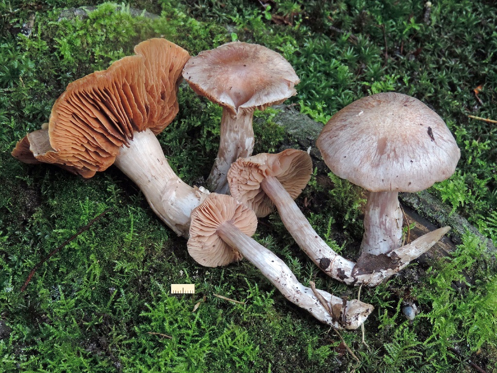 Cortinarius acutispissipes (door Jaap Wisman)