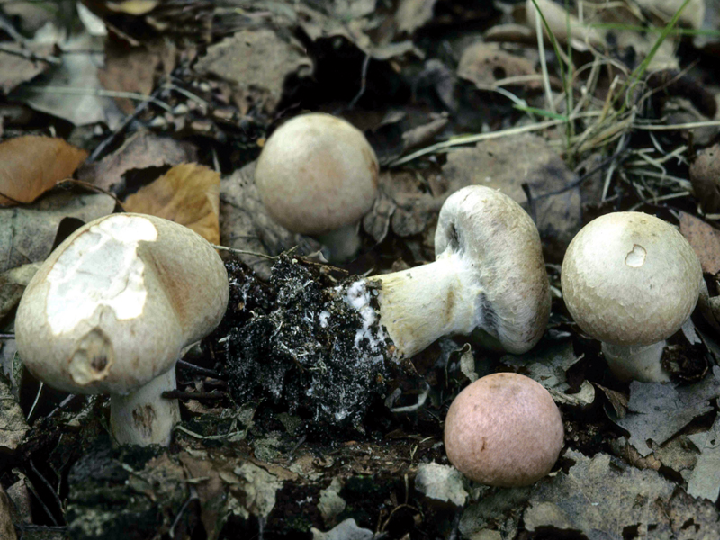 Cortinarius alborufescens (door Jaap Wisman)