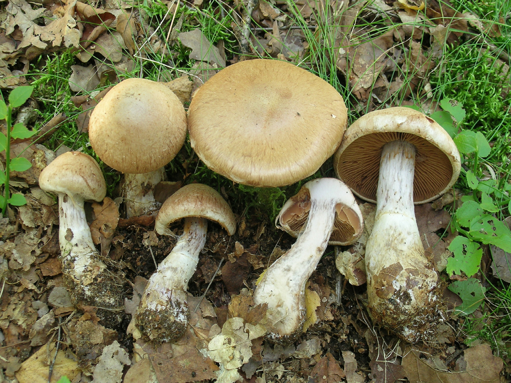 Cortinarius alborufescens (door Jaap Wisman)