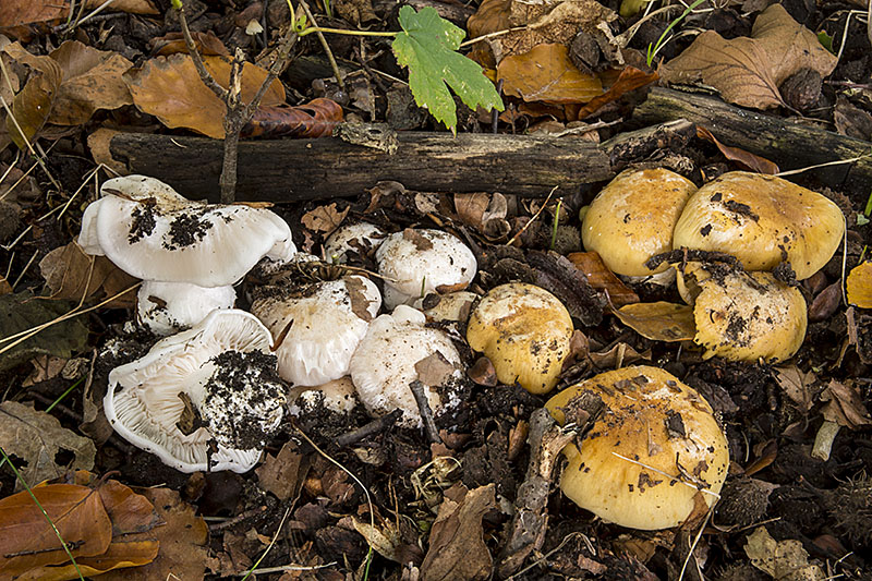 Cortinarius allutus (door Nico Dam)