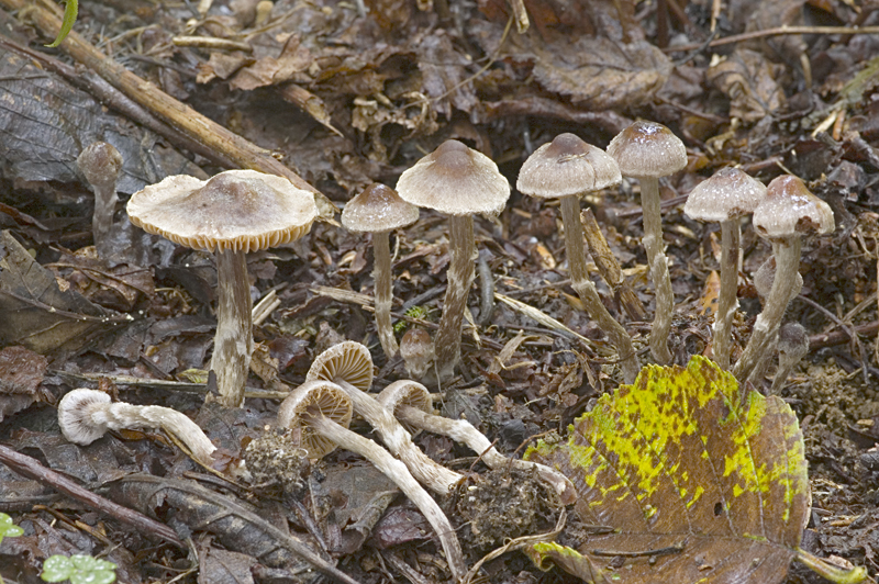 Cortinarius alnetorum (door Nico Dam)