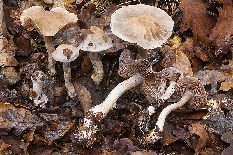 Cortinarius anomalus (door Nico Dam)