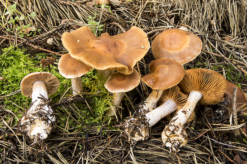 Cortinarius armeniacus (door Nico Dam)