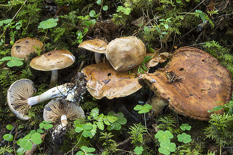 Cortinarius balteatus (door Nico Dam)