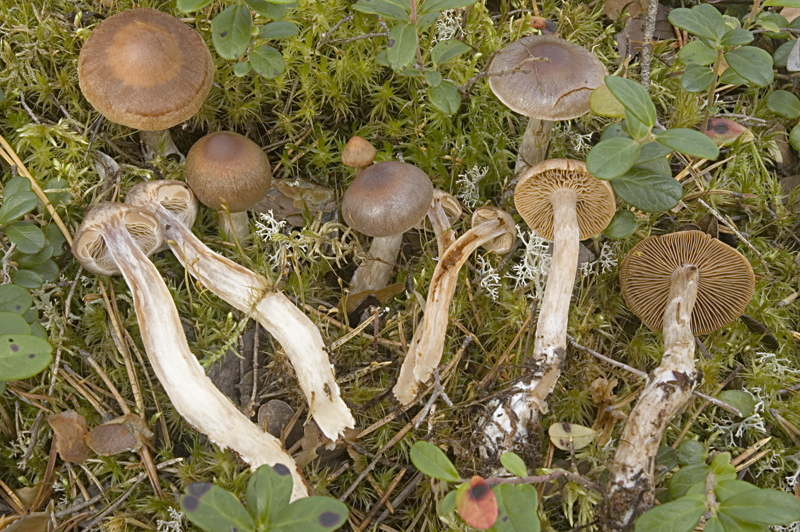 Cortinarius biformis (door Nico Dam)