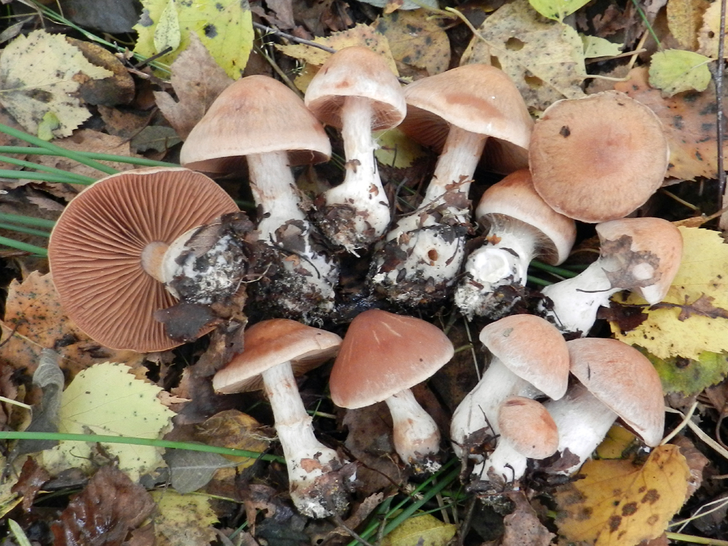 Cortinarius bivelus (door Jaap Wisman)