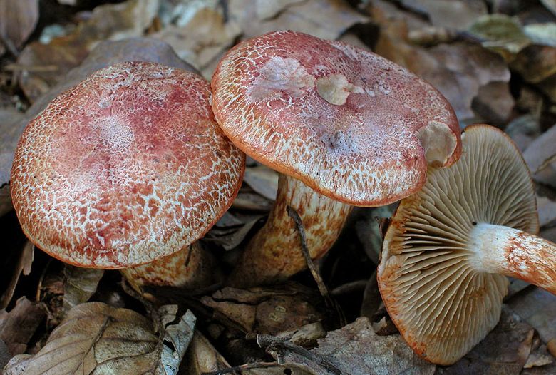 Cortinarius bolaris (door Gerben Winkel)