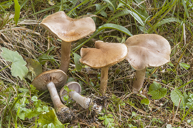 Cortinarius caninus (door Nico Dam)