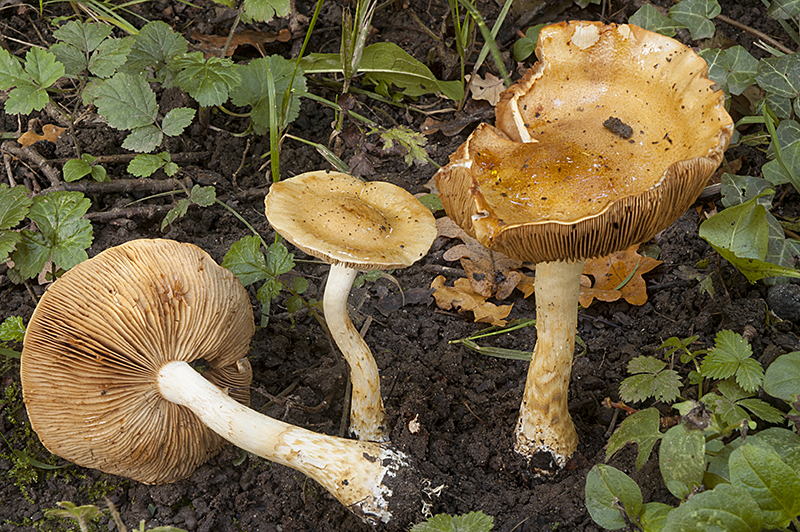 Cortinarius cephalixus (door Nico Dam)