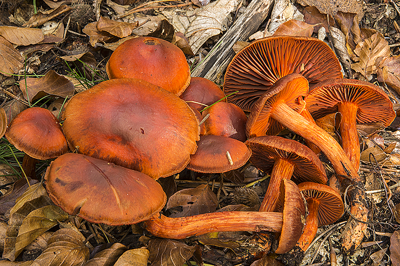 Cortinarius cinnabarinus (door Nico Dam)