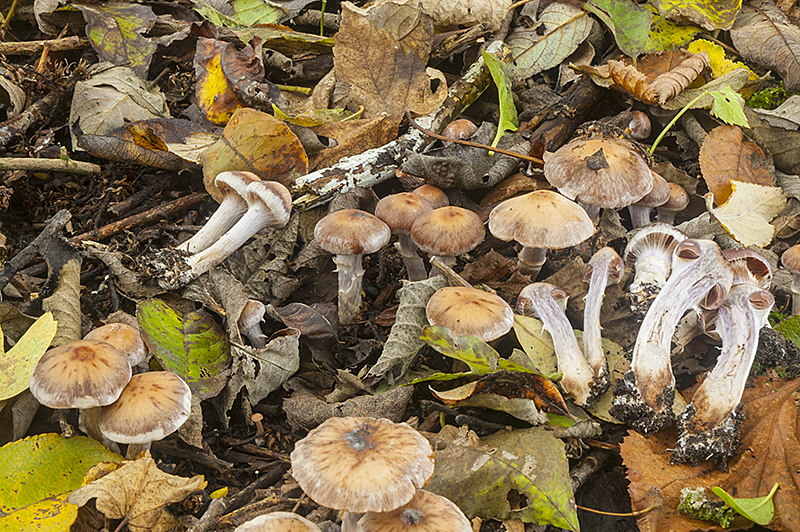 Cortinarius saturninus (door Nico Dam)