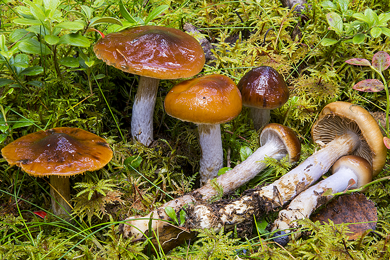 Cortinarius collinitus (door Nico Dam)