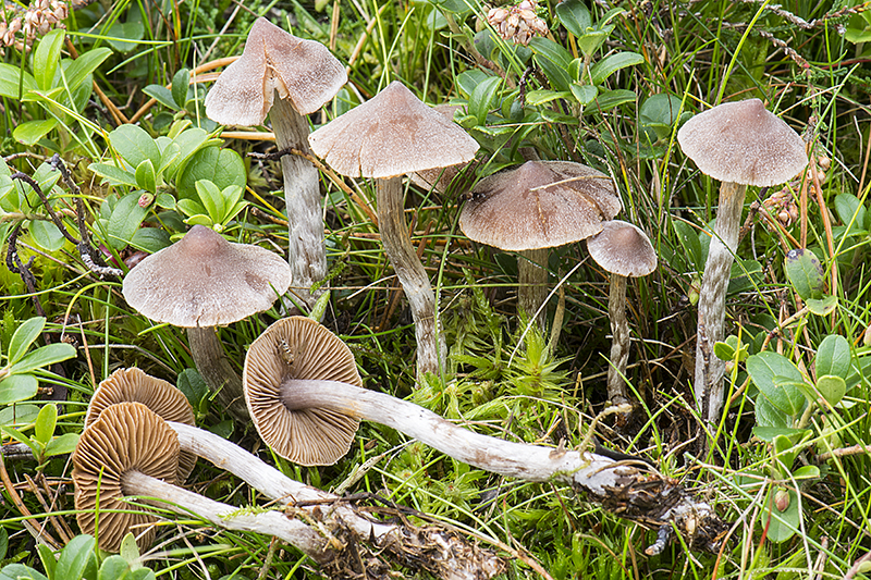 Cortinarius comptulus (door Nico Dam)