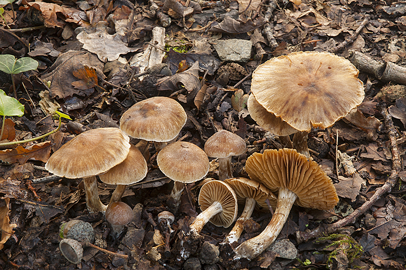 Cortinarius conicus (door Nico Dam)