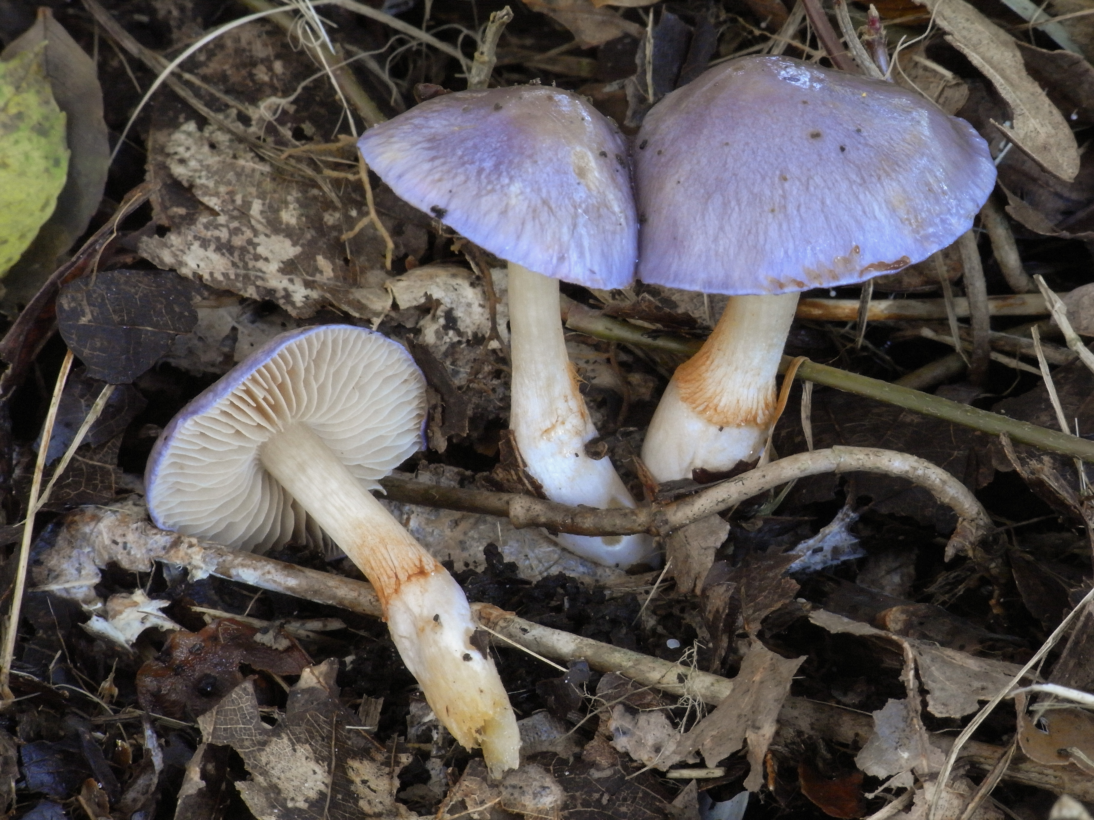 Cortinarius croceocaeruleus (door Roeland Enzlin)