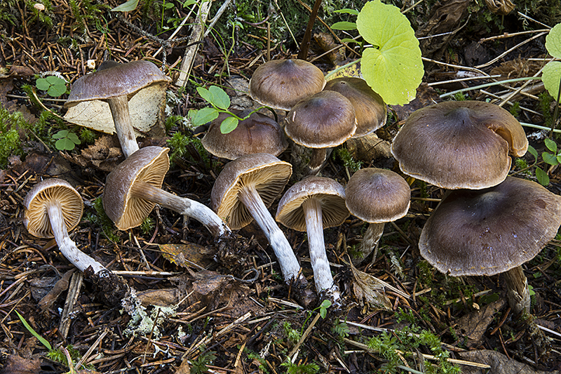 Cortinarius depressus (door Nico Dam)