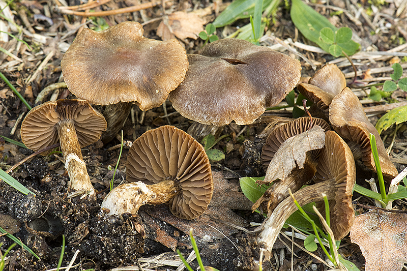 Cortinarius diasemospermus var. diasemospermus (door Nico Dam)