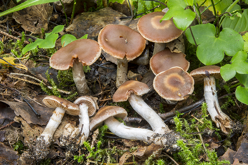 Cortinarius dolabratus (door Nico Dam)