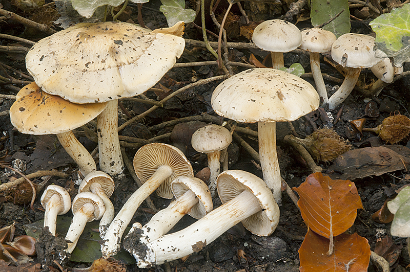 Cortinarius emollitoides (door Nico Dam)