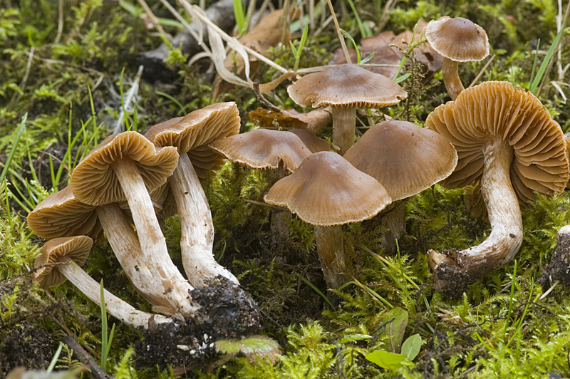 Cortinarius fistularis (door Nico Dam)