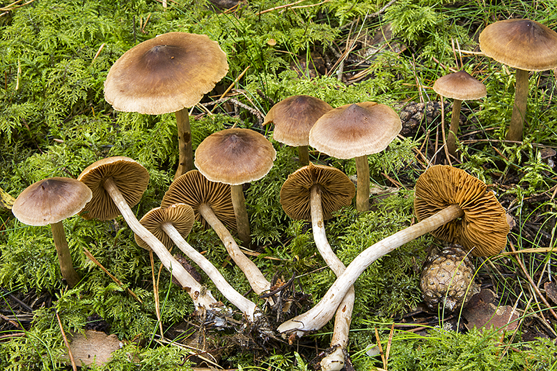 Cortinarius fulvescens (door Nico Dam)