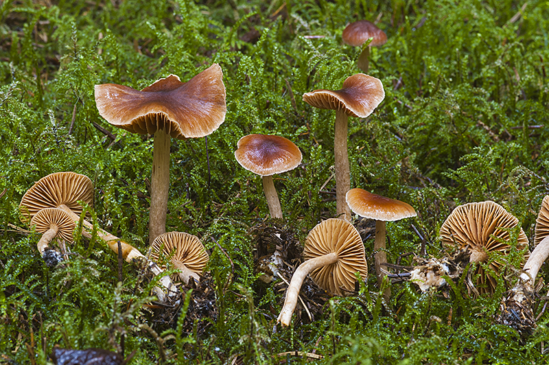 Cortinarius fulvescens (door Nico Dam)