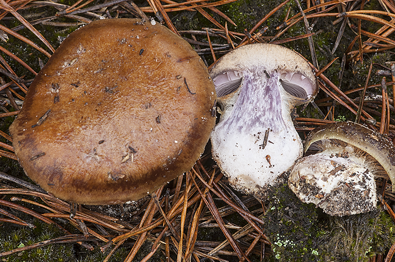 Cortinarius scaurus var. herpeticus (door Nico Dam)