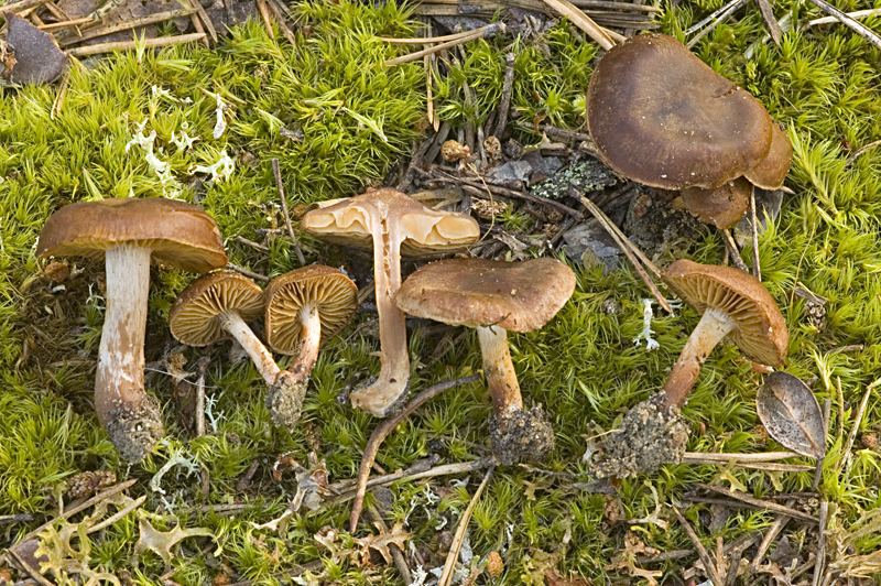 Cortinarius heterosporus (door Nico Dam)