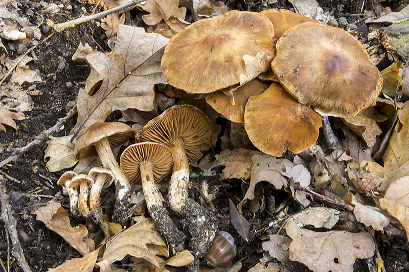 Cortinarius hinnuleus (door Nico Dam)