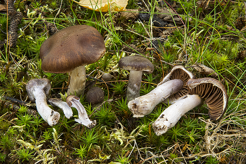 Cortinarius imbutus (door Nico Dam)