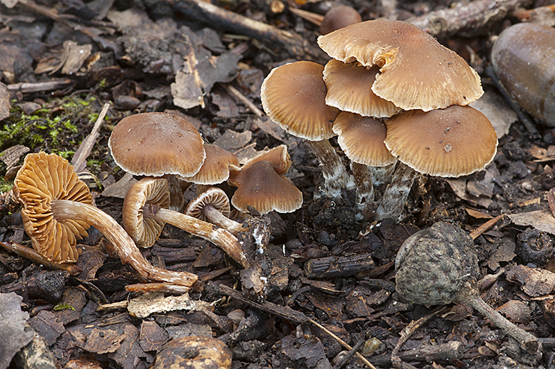 Cortinarius incisus (door Nico Dam)