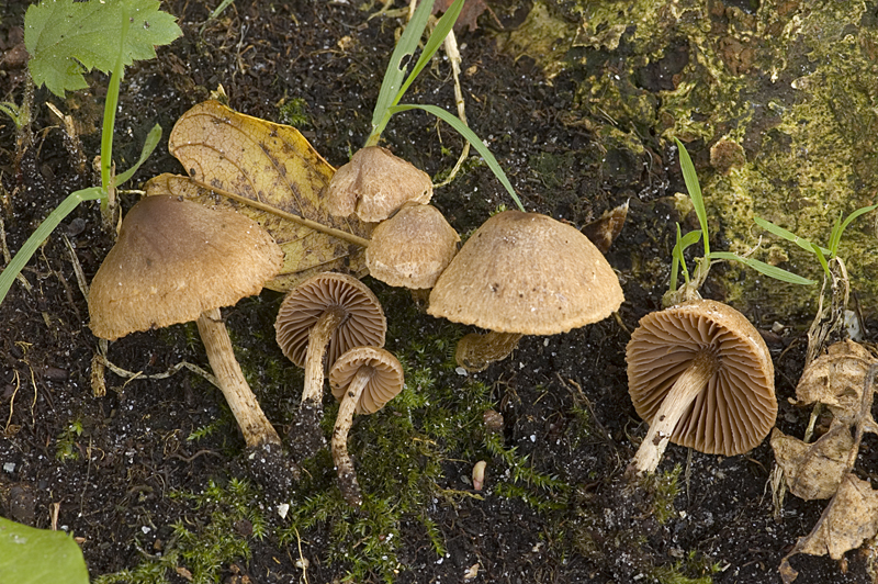 Cortinarius lanatus (door Nico Dam)