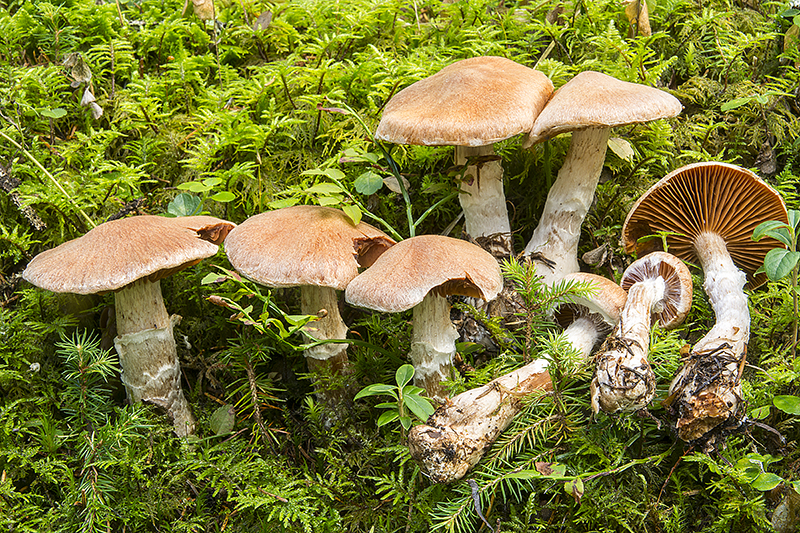 Cortinarius laniger (door Nico Dam)