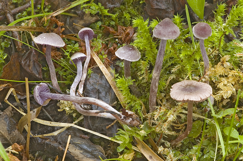 Cortinarius lilacinopusillus (door Nico Dam)