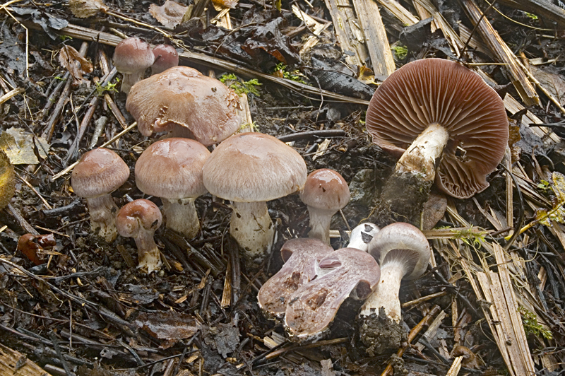 Cortinarius lucorum (door Nico Dam)