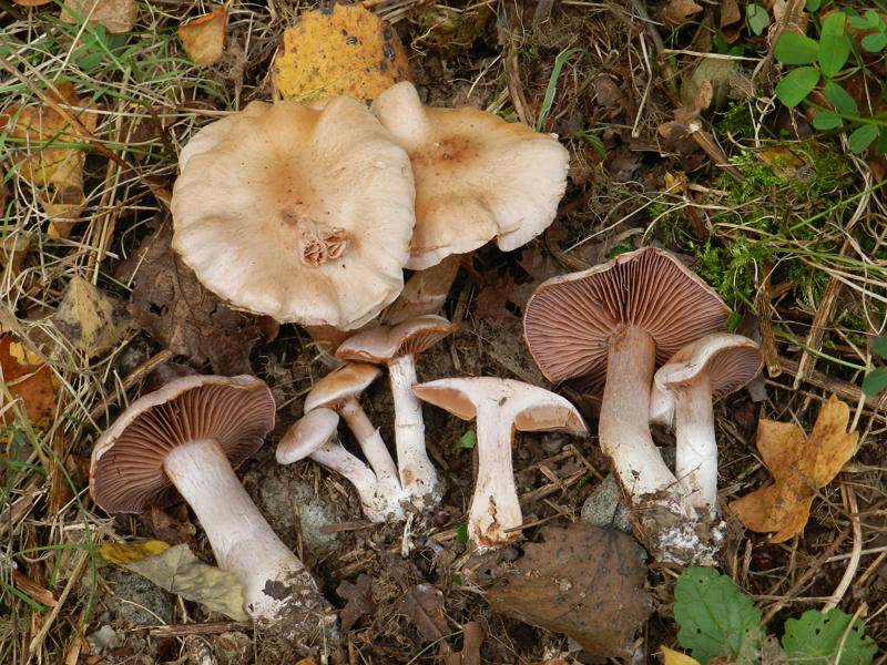 Cortinarius lucorum (door Jaap Wisman)