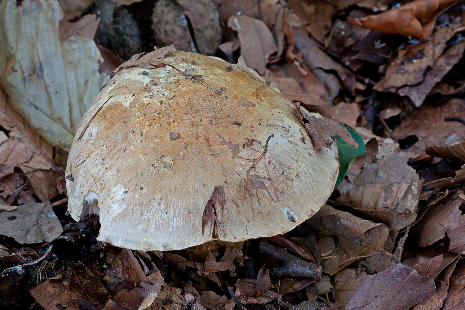 Cortinarius luhmannii (door John Breugelmans)