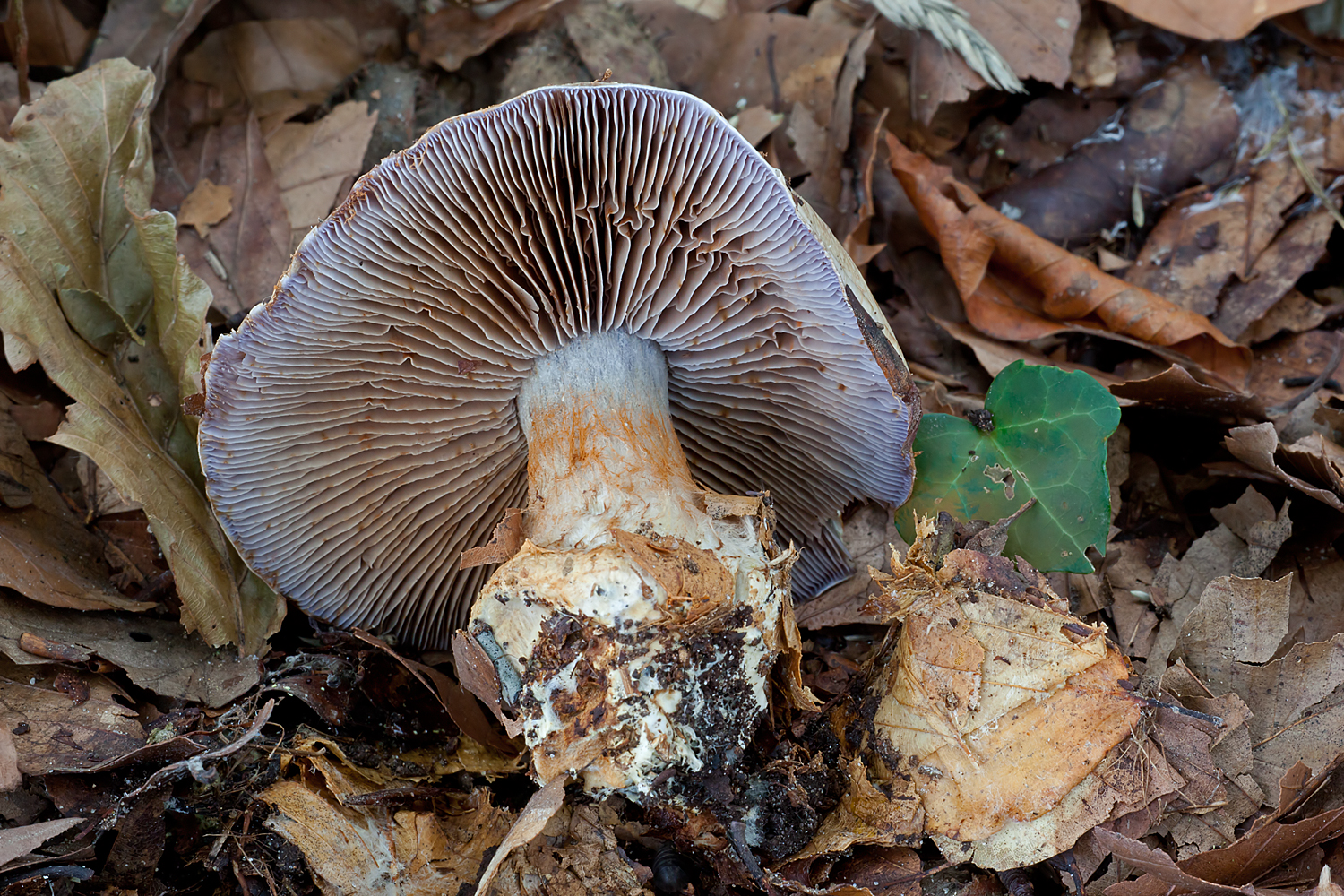 Cortinarius luhmannii (door John Breugelmans)