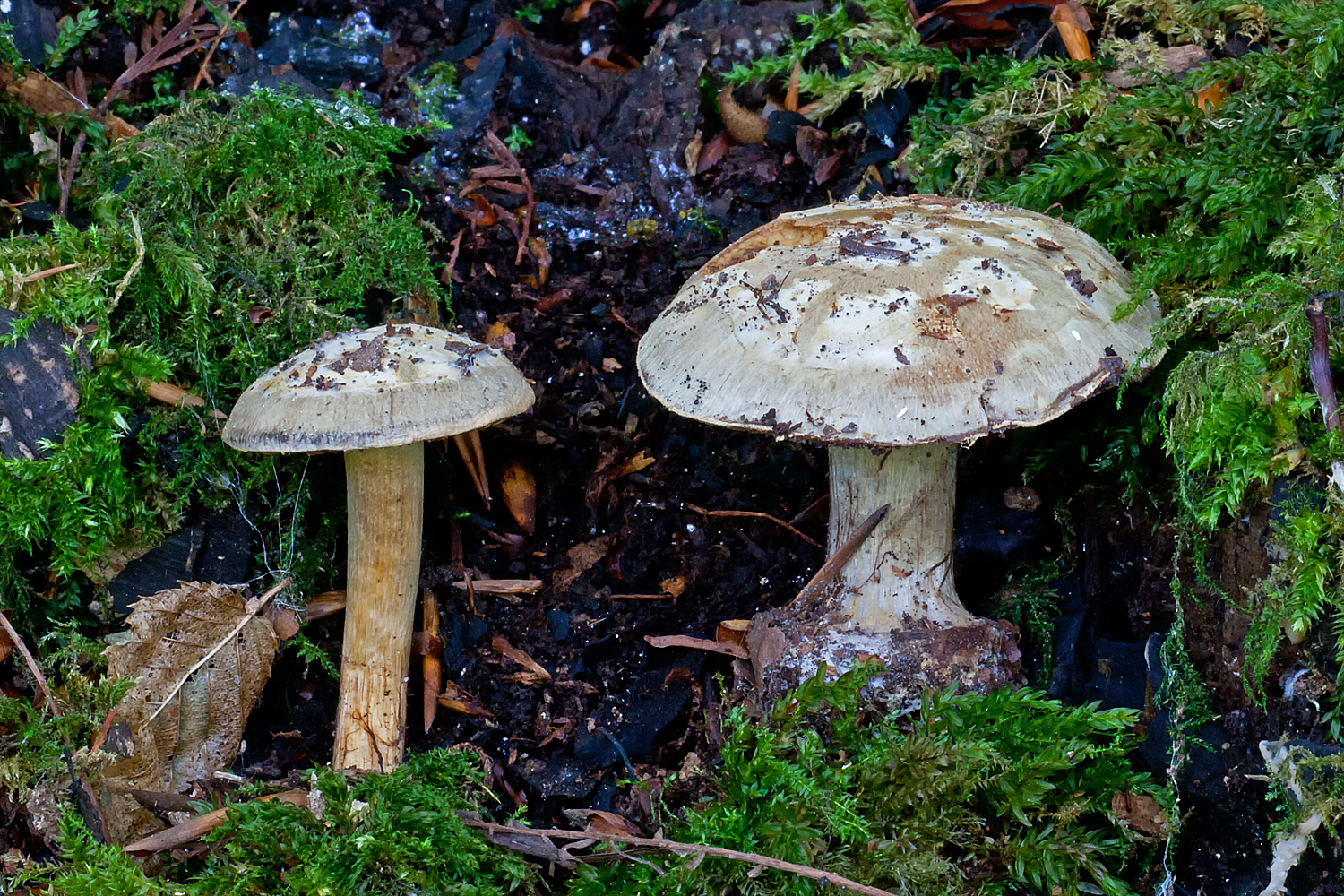 Cortinarius luhmannii (door John Breugelmans)