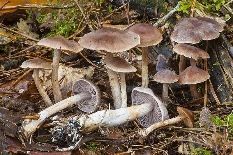 Cortinarius miraculosus (door Nico Dam)