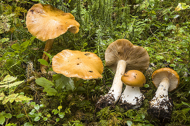 Cortinarius multiformis (door Nico Dam)