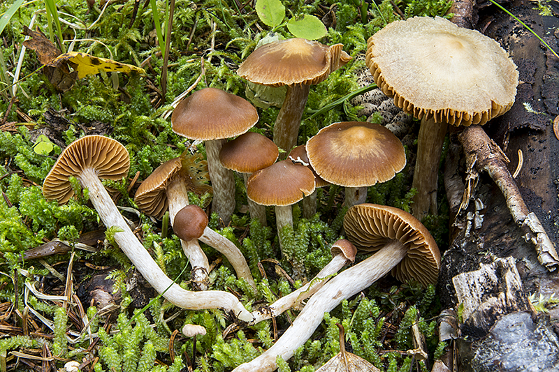 Cortinarius obtusus (door Nico Dam)