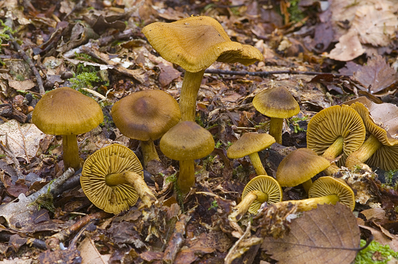 Cortinarius olivaceofuscus (door Nico Dam)