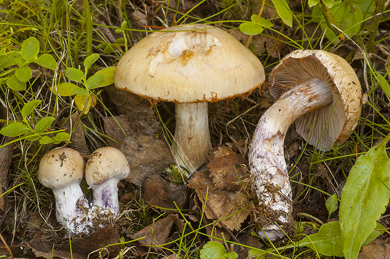 Cortinarius porphyropus (door Nico Dam)