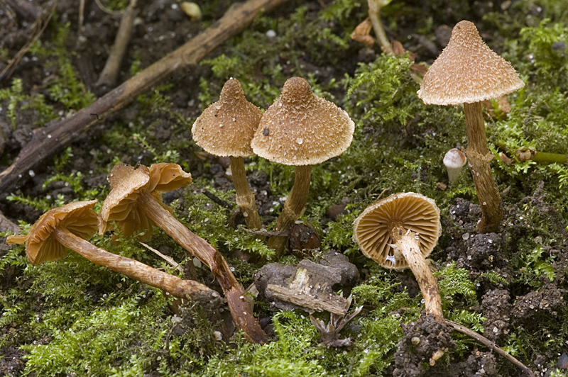 Cortinarius psammocephalus (door Nico Dam)