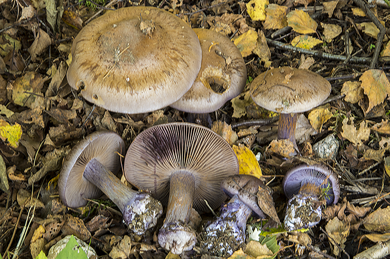 Cortinarius purpurascens (door Nico Dam)