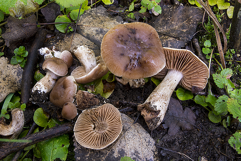 Cortinarius rheubarbarinus (door Nico Dam)