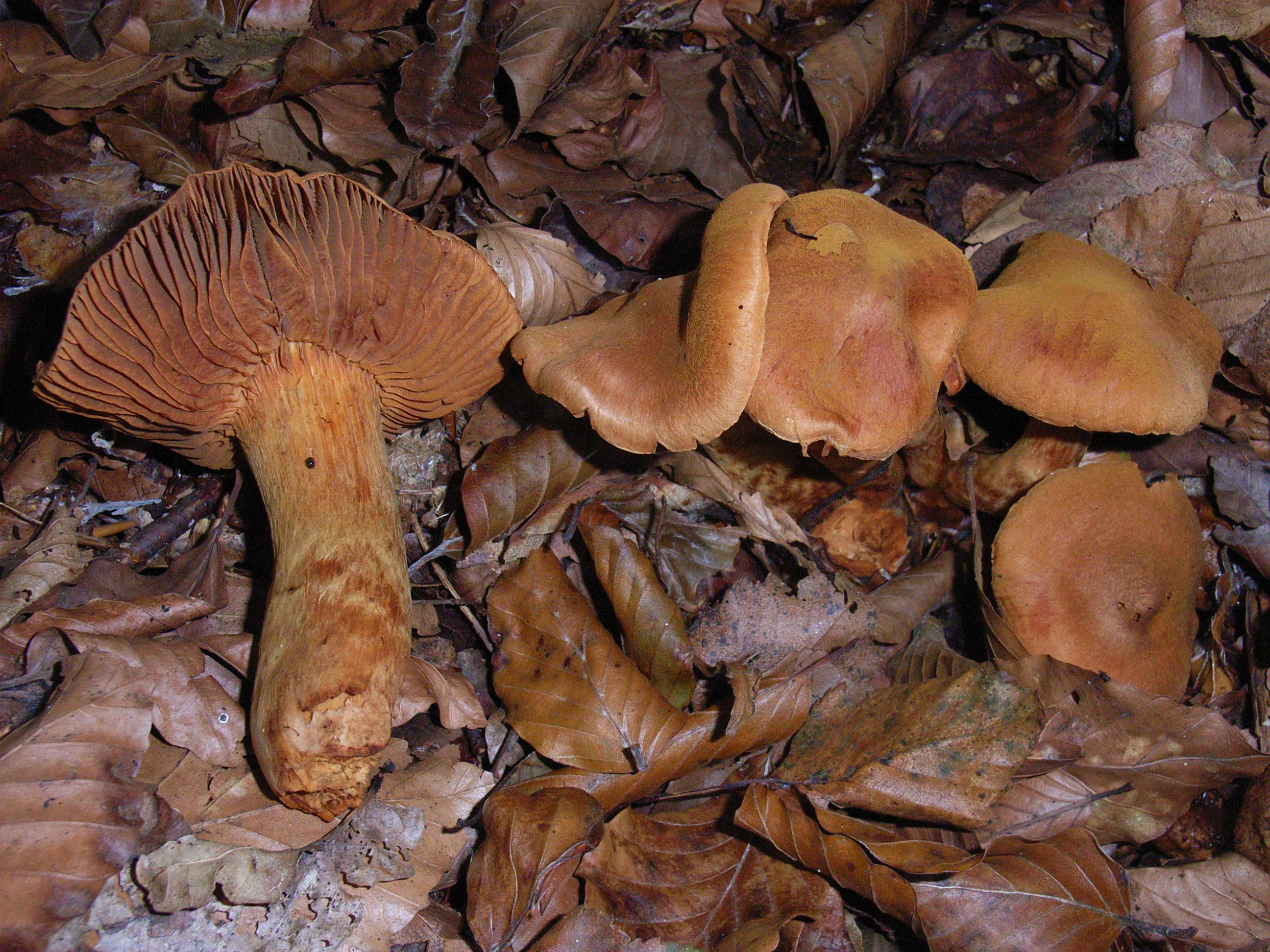 Cortinarius rubellus (door Roeland Enzlin)